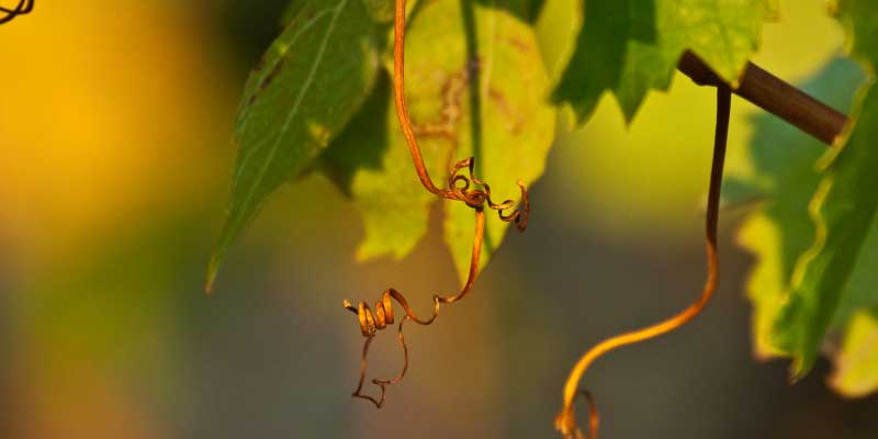 crus des cotes du rousillon