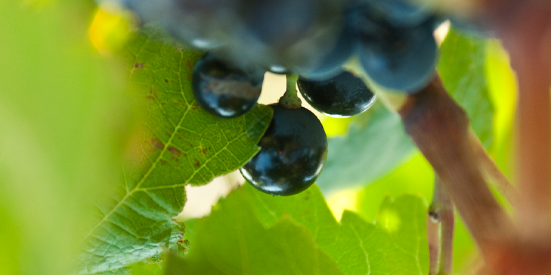 vin des cotes du rousillon