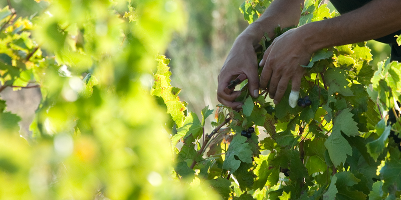 vin des cotes du rousillon