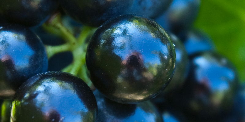 vin des cotes du rousillon